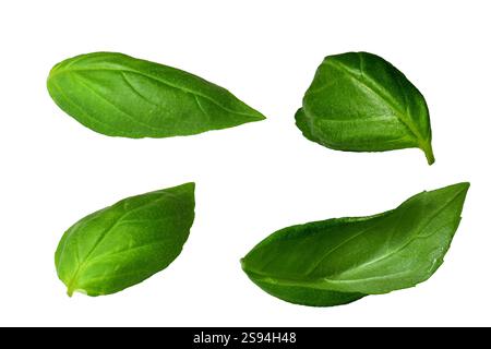 Green basil leaves isolated on white background Stock Photo