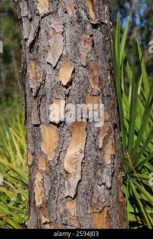 Rough tree bark closeup vertical nature background Stock Photo