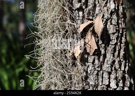 Old man's beard epiphyte lichen growing on tree Stock Photo