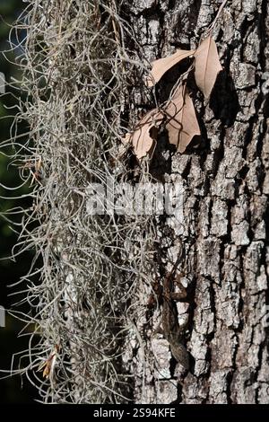 Old man's beard epiphyte lichen growing on tree vertical image Stock Photo