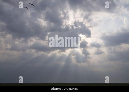 Two birds circle in the cloudy sky, through which rays of light break Stock Photo