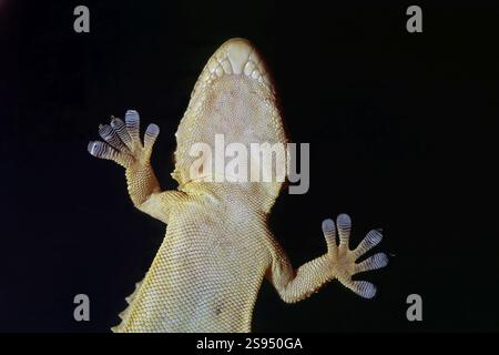 mediterranean house gecko, detail of the underside, head, scales, legs with adhesive pads, Hemidactylus turcicus, Gekkonidae Stock Photo