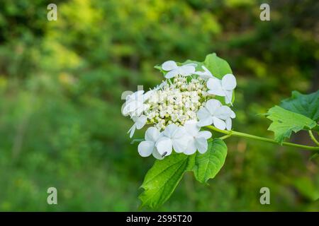 Viburnum opulus, Guelder rose. Beautiful white flowers of blooming Viburnum shrub on green background. Nature concept for  green design. Stock Photo