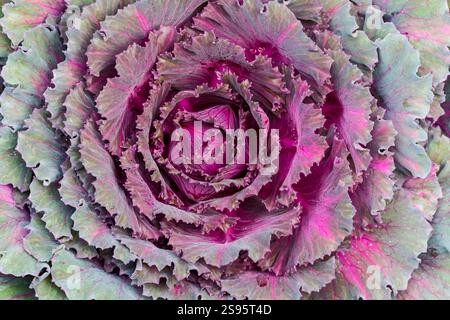 USA, Washington State, Sammamish. Ornamental kale cabbage Stock Photo
