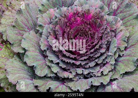 USA, Washington State, Sammamish. Ornamental kale cabbage Stock Photo