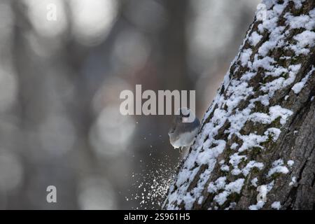 Dark-eyed junco bird on a tree trunk in winter. New Jersey, USA. Stock Photo