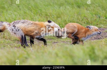 Red fox parent, putting on the brakes for excited kit, Washington State, USA Stock Photo
