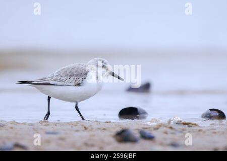 Sanderling, calidris alba, sandpiper bird foraging shells and scallops on a beach Stock Photo