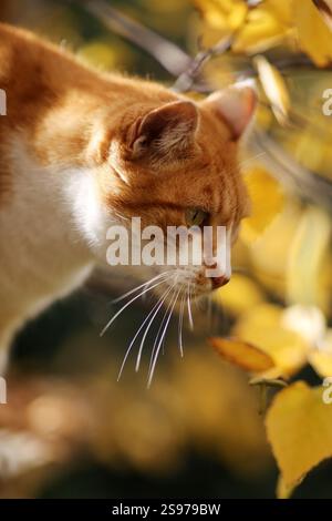 An enquisitive ginger cat with autumn leaves in the background. Stock Photo