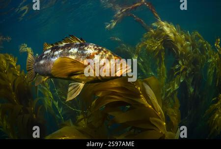 Calico Bass (Paralabrax clathratus) swimming in Kelp of the coast of Southern California. Stock Photo