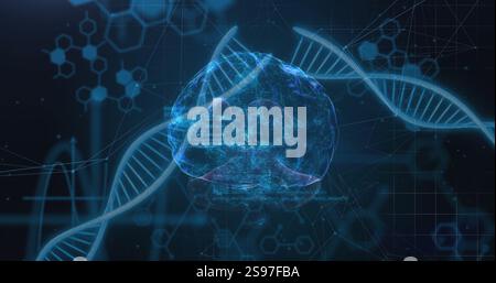 Image of data processing over dna strands and brain Stock Photo
