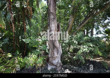 thick tree trunk shedding discarded old layers Stock Photo