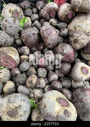 Raw beet (Turkish: Pancar) on a supermarket counter. Stock Photo