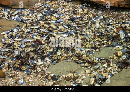 A pile of shells and rocks on the beach. The shells are scattered all over the ground, and the rocks are piled up in the background. The scene gives o Stock Photo