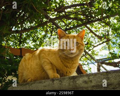 Ginger Cat Relaxing on Garden Wall Stock Photo