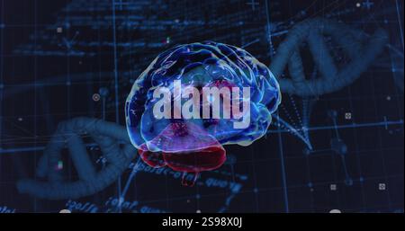 Image of data processing over dna strand and brain Stock Photo