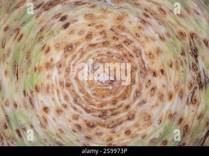 Abstract macro background of a celeriac Stock Photo