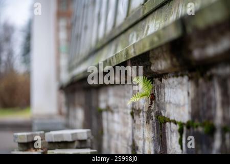Young fern shoots push through crevices of stone structure, soft foliage against rough aged material Stock Photo