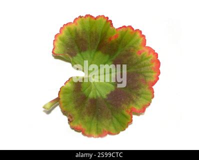 Autumn coloured leaf from a pelargonium plant isolated on white background Stock Photo