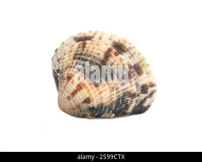 Bivalve mussel leukoma sp. isolated on white background Stock Photo