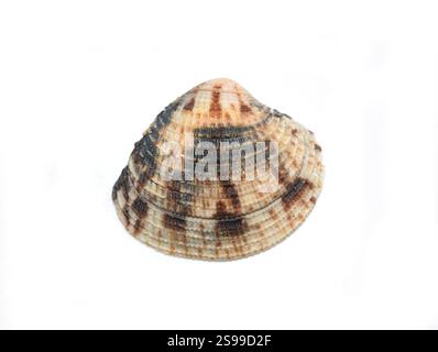 Bivalve mussel leukoma sp. isolated on white background Stock Photo
