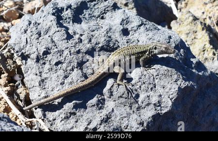 Gallot's lizard Gallotia galloti sitting on a stone Stock Photo