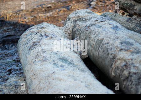 Close up of log trunks pile. Sawn and marked trees from the forest  Stock Photo