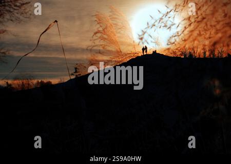Silhouettes of couple standing on a hill with pampas grass and a large orange setting sun. Natural background filled with sunlight. Nature and people. Stock Photo