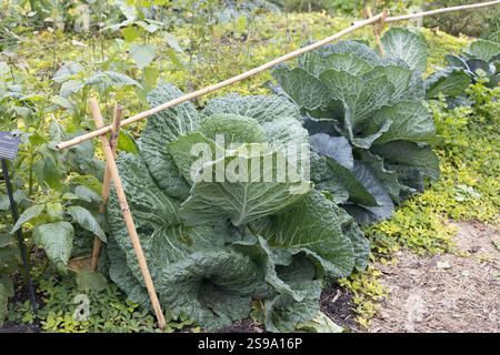 Brassica oleracea capitata - cabbage - growing in a garden. Stock Photo