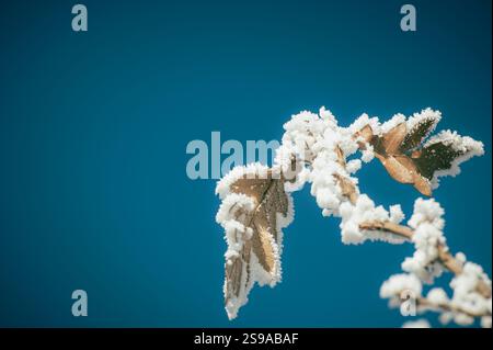Close up of frozen leaf with frost crystals in winter season. Stock Photo