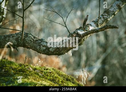 Close-up of a branch covered in moss, with a soft, dreamlike blurred forest background. Stock Photo
