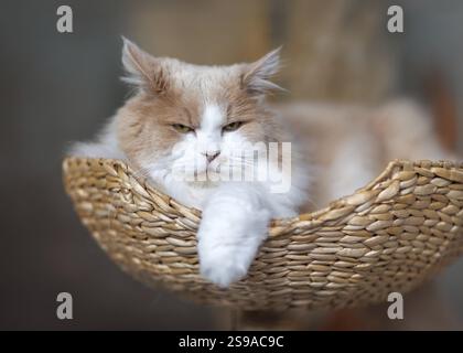 Ginger and white fluffy cat in a basket Stock Photo