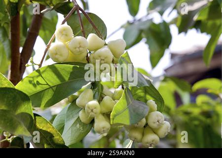 Rose apple Bengal hanging from a tree Stock Photo
