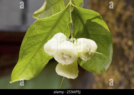 Rose apple Bengal hanging from a tree Stock Photo