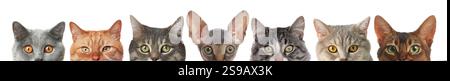 Different cats peeking out from banner on white background. Cute pet Stock Photo
