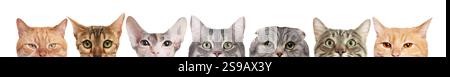 Different cats peeking out from banner on white background. Cute pet Stock Photo