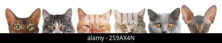Different cats peeking out from banner on white background. Cute pet Stock Photo