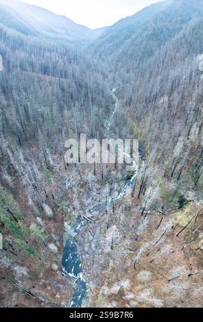 Damage from a 2017 forest fire is still evident in the standing trees surrounding Tanner Creek in the Columbia River Gorge, Oregon. Stock Photo