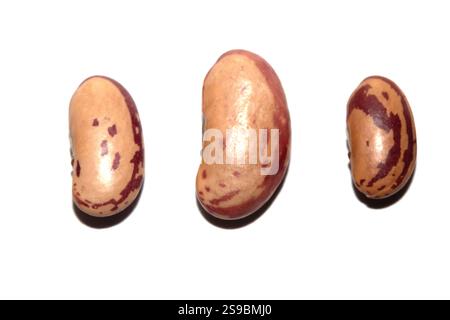 Close Up of Dried Beans Pinto on a White Background Stock Photo
