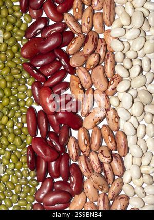 A Close Up of Dried Mixed Beans and Pulses in Lines on a White Background Stock Photo