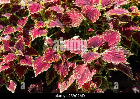 Rich Dark Red Leaves Forming a Stylish Nature Pattern Stock Photo