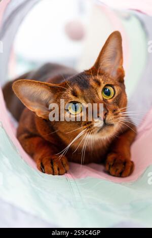Portrait of Abyssinian cat is playing in the tube toy Stock Photo