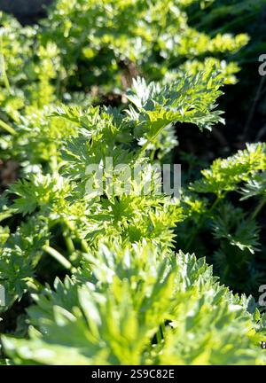 Apium graveolens (wild celery) plant in garden at sunny day, vertical image Stock Photo