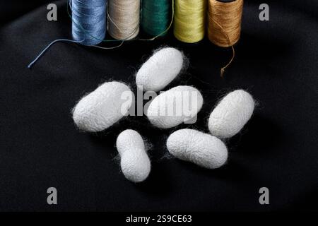 White raw box silkworm cocoon on dark background. On back colored sewing bobbins with textile concept. Stock Photo