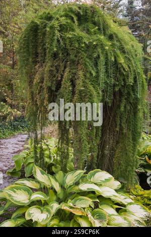Hosta 'On Stage' and Larix x 'Stiff' - Weeping Larch tree in backyard garden in autumn, Quebec, Canada. This image is property released. CUPR0248 Stock Photo