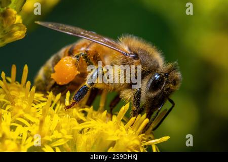 A Western Honeybee (Apis mellifera) is quite busy amid the goldenrod. Stock Photo