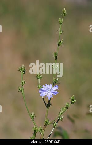 Chicory, Cichorium intybus, also known as blue daisy, blue sailors, blue weed, bunk, coffeeweed, cornflower, hendibeh, horseweed, ragged sailors, wild Stock Photo