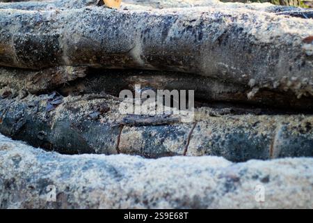 Close up of log trunks pile. Sawn and marked trees from the forest  Stock Photo