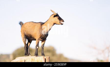 Brown nigerian dwarf goat bleating on tree trunk in field Stock Photo