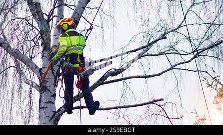 Woodcutter in uniform climbing and working on heights, process of tree ...